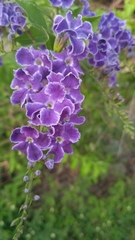 Duranta erecta