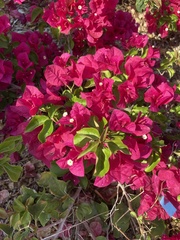 Bougainvillea