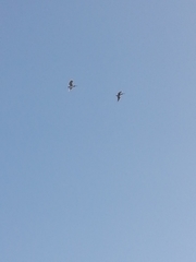 Pelecanus occidentalis