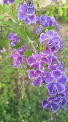 Duranta erecta