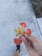 Delonix regia