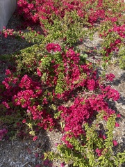 Bougainvillea
