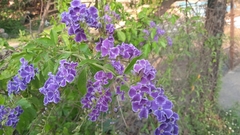 Duranta erecta