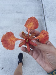 Delonix regia