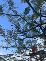 Delonix regia