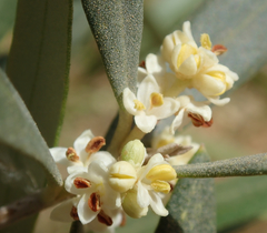 Olea europaea