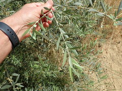 Olea europaea