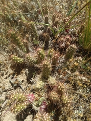 Austrocylindropuntia shaferi