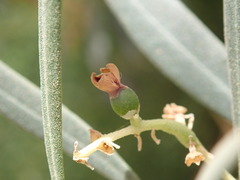 Olea europaea