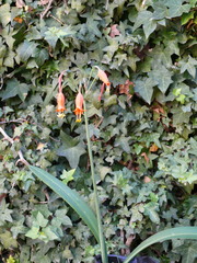 Stenomesson miniatum