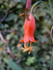 Stenomesson miniatum