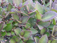 Maytenus magellanica