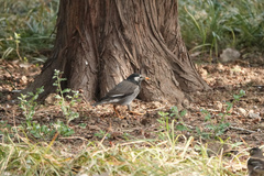 Spodiopsar cineraceus