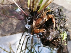 Pseudothelphusa dugesi