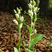 White Helleborine - Photo (c) FutoMaki, some rights reserved (CC BY-NC)