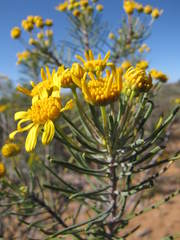 Euryops tenuissimus