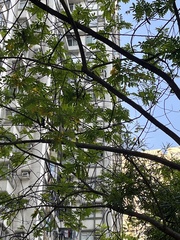 Senna surattensis