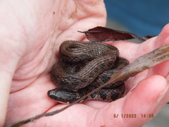 Clonophis kirtlandii
