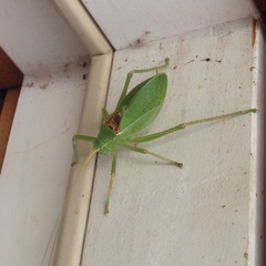 Paracyrtophyllus robustus