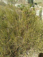 Ephedra americana