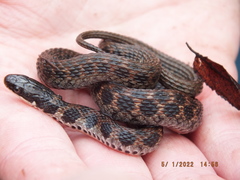 Clonophis kirtlandii
