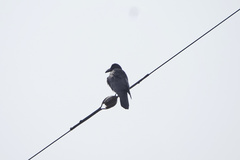 Corvus macrorhynchos