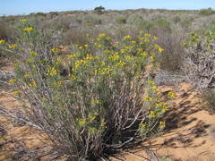 Euryops tenuissimus