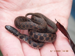 Clonophis kirtlandii