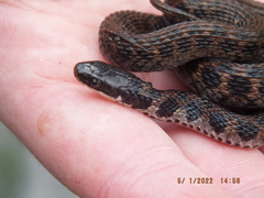 Clonophis kirtlandii