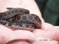 Clonophis kirtlandii