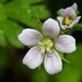Geranium carolinianum - Photo (c) G. L. Dearman, algunos derechos reservados (CC BY-NC)