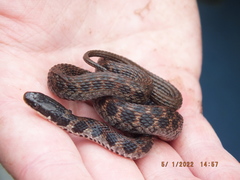 Clonophis kirtlandii