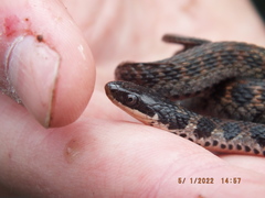 Clonophis kirtlandii