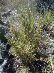 Lophopappus foliosus