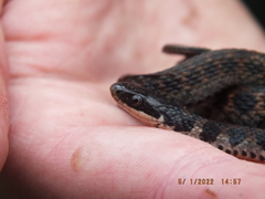 Clonophis kirtlandii