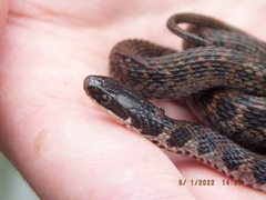 Clonophis kirtlandii