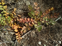 Hypseocharis pimpinellifolia