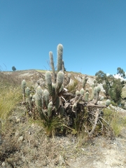 Oreocereus pseudofossulatus