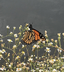 Danaus plexippus