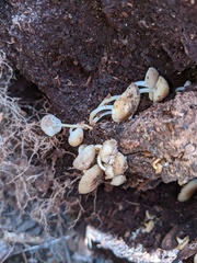 Mycena overholtsii