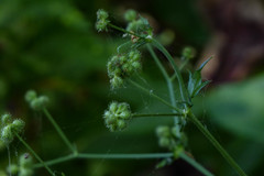 Torilis arvensis arvensis