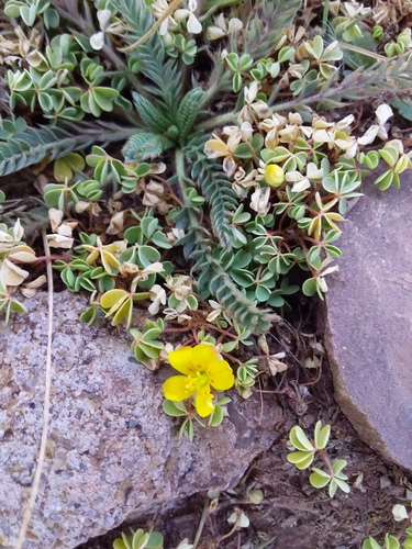 Oxalis bisfracta (Oxalis bisfracta)