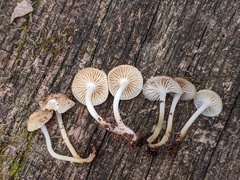 Mycena overholtsii