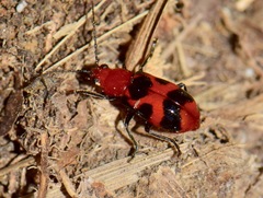Malacorhinus irregularis