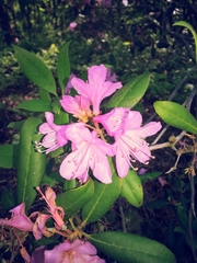 Rhododendron carolinianum