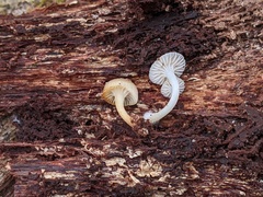 Mycena overholtsii