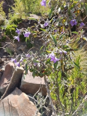Solanum nitidum