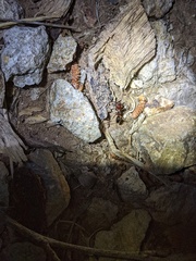 Odontomachus desertorum