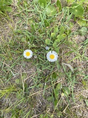 Erigeron procumbens