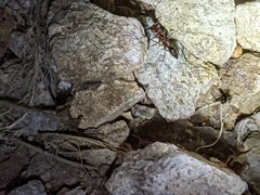 Odontomachus desertorum